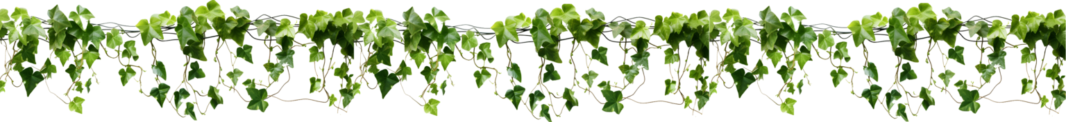 vecteezy_ivy-green-leaves-on-transparent-background_26775835